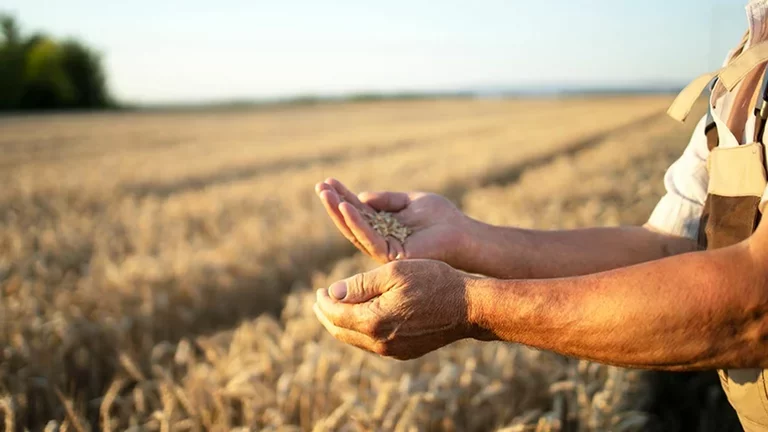 Blanketing em armazenamento de grãos e produtos agrícolas   