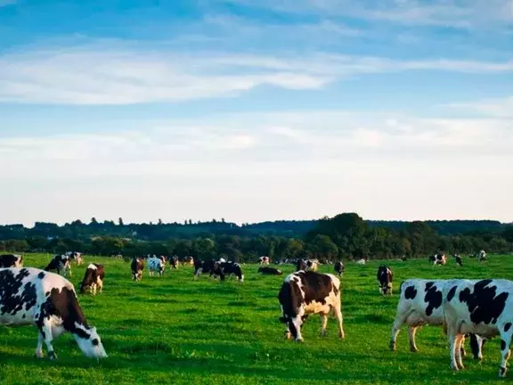 Conheça os benefícios do biogás na produção da energia renovável 