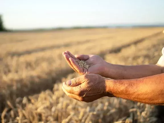 Blanketing em armazenamento de grãos e produtos agrícolas   